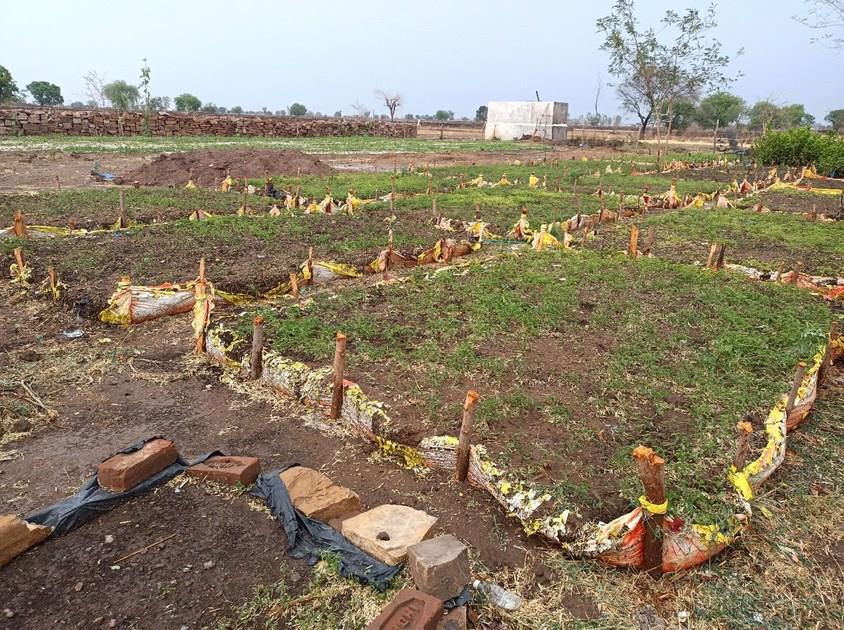 Sapling nursery