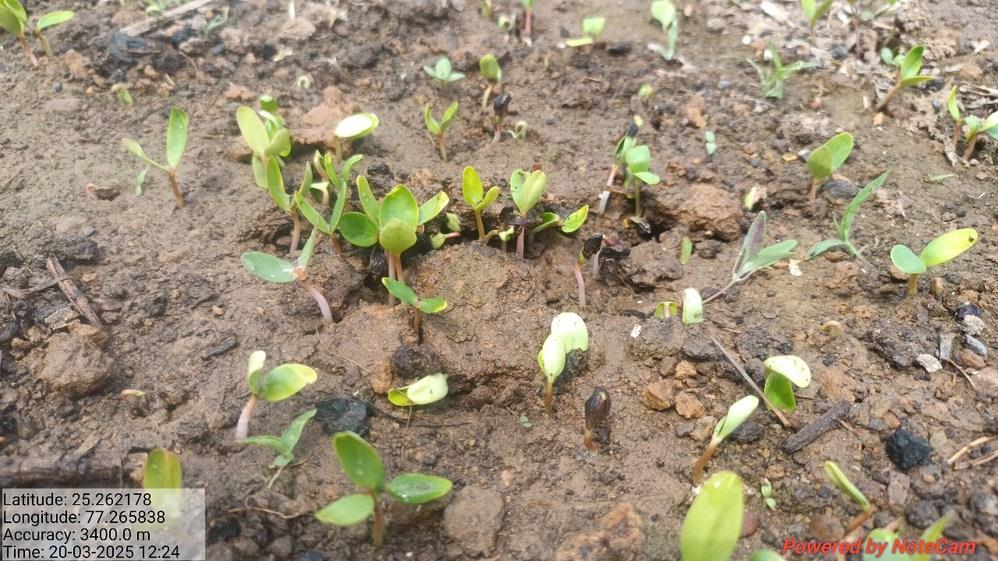 Seed germination