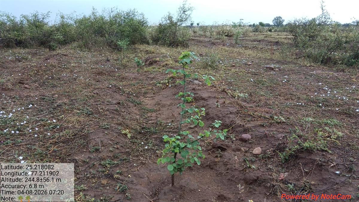 Plantation site overview, Shahbad Rajasthan