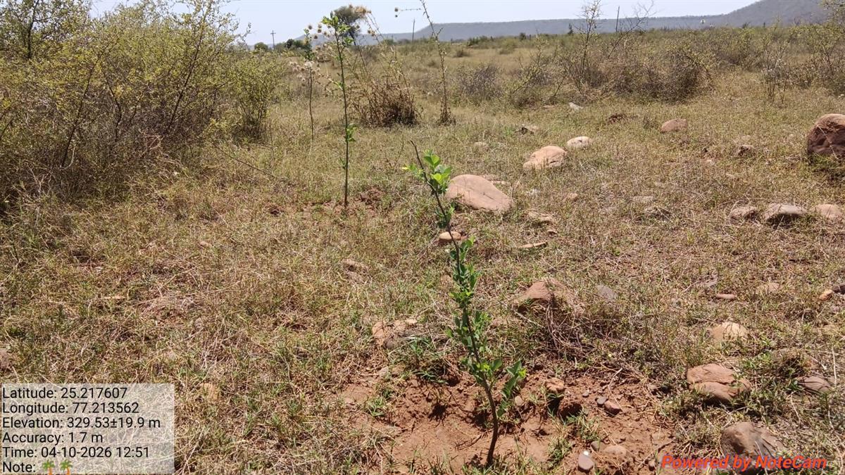 Newly planted saplings in tribal land